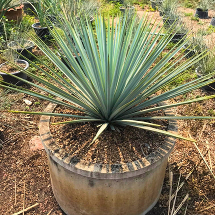 Nasiona Juki Niebieskiej - Yucca Rigida