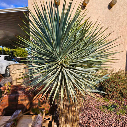 Nasiona Juki Niebieskiej - Yucca Rigida