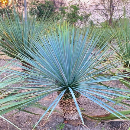 Nasiona Juki Niebieskiej - Yucca Rigida