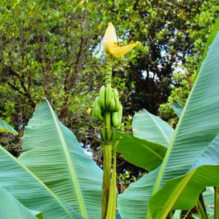 Nasiona Bananowca Musa Thomsonii