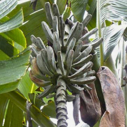 Nasiona Bananowca Musa Thomsonii