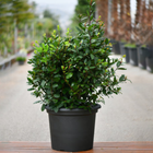 Nasiona Liścia Laurowego (Laurus nobilis)
