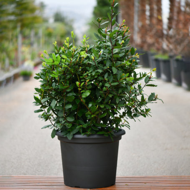 Nasiona Liścia Laurowego – Laurus Nobilis