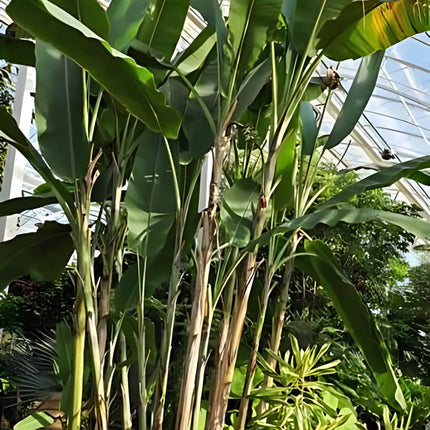 Nasiona Bananowca Musa Thomsonii