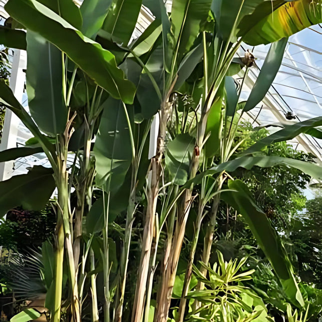 Nasiona Bananowca Musa Thomsonii