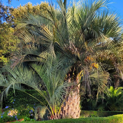 Nasiona Palmy Galaretowej - Butia Odorata