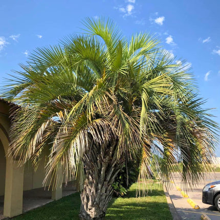 Nasiona Palmy Galaretowej - Butia Odorata