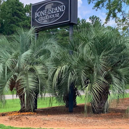 Nasiona Palmy Galaretowej - Butia Odorata