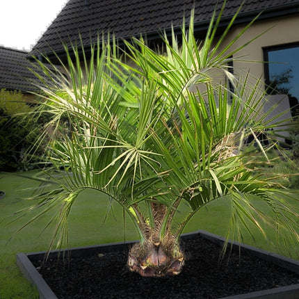 Nasiona Palmy Galaretowej - Butia Odorata