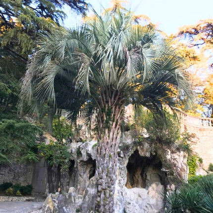 Nasiona Palmy Galaretowej - Butia Odorata