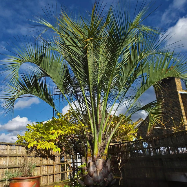 Nasiona Palmy Galaretowej - Butia Odorata