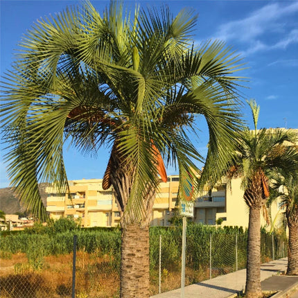 Nasiona Palmy Galaretowej - Butia Odorata