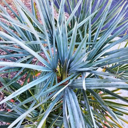 Nasiona Karłatki Niebieskiej - Chamaerops Humilis Cerifera