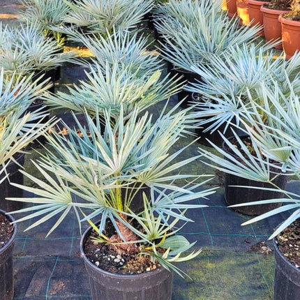 Nasiona Karłatki Niebieskiej - Chamaerops Humilis Cerifera