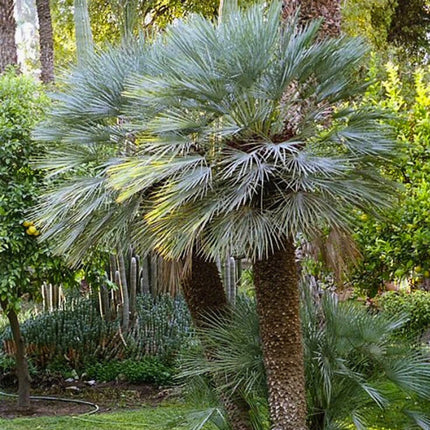 Nasiona Karłatki Niebieskiej - Chamaerops Humilis Cerifera
