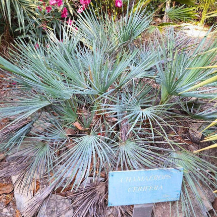 Nasiona Karłatki Niebieskiej - Chamaerops Humilis Cerifera