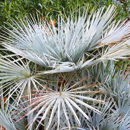Nasiona Karłatki Niebieskiej - Chamaerops Humilis Cerifera