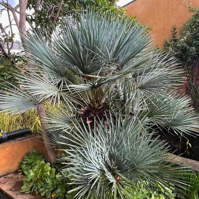 Nasiona Karłatki Niebieskiej - Chamaerops Humilis Cerifera