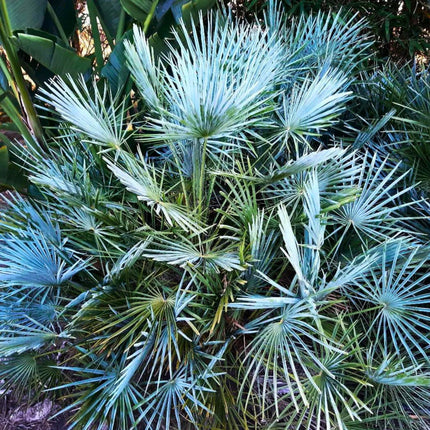 Nasiona Karłatki Niebieskiej - Chamaerops Humilis Cerifera