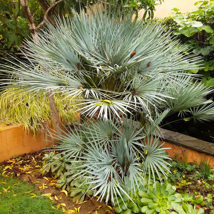 Nasiona Karłatki Niebieskiej - Chamaerops Humilis Cerifera