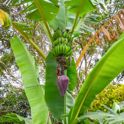 Nasiona Bananowca Musa Acuminata