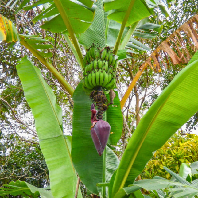 Nasiona Bananowca Musa Acuminata
