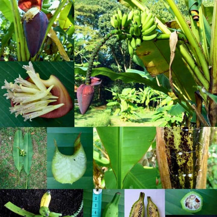 Nasiona Bananowca Musa Acuminata