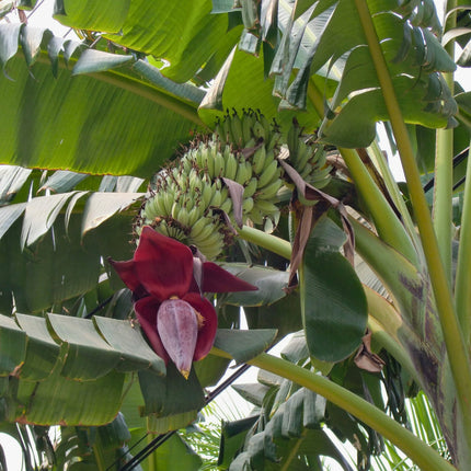 Nasiona Bananowca Musa Acuminata