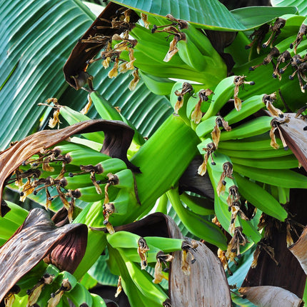 Nasiona Bananowca Musa Acuminata