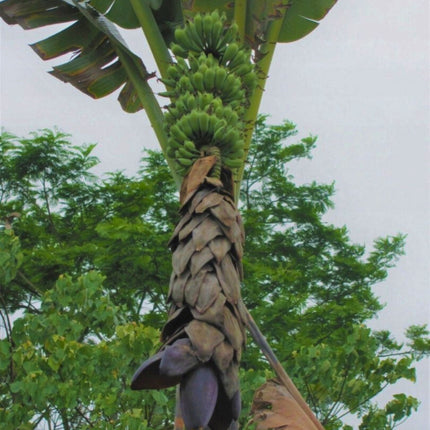 Nasiona Bananowca Musa Balbisiana