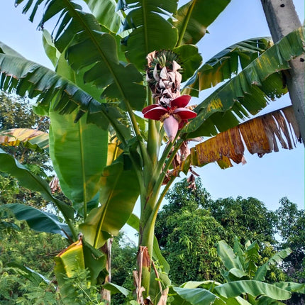 Nasiona Bananowca Musa Balbisiana