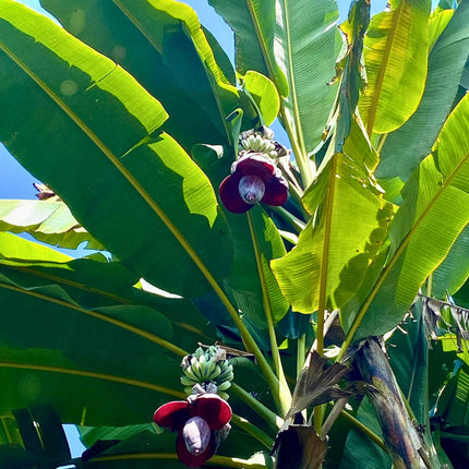 Nasiona Bananowca Musa Balbisiana