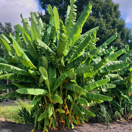Nasiona Bananowca Musa Balbisiana