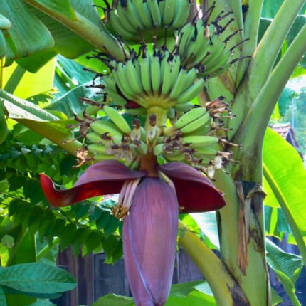 Nasiona Bananowca Musa Balbisiana