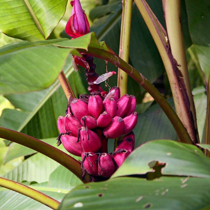 Nasiona Bananowca Musa Velutina