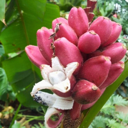 Nasiona Bananowca Musa Velutina