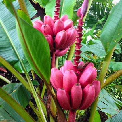 Nasiona Bananowca Musa Velutina