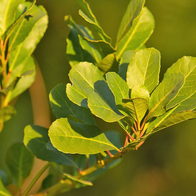 Nasiona Yerba Mate - Ilex Paraguariensis