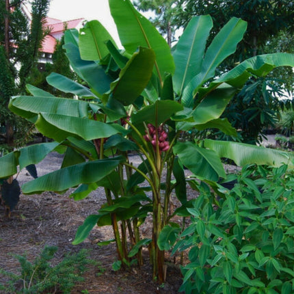 Nasiona Bananowca Musa Velutina