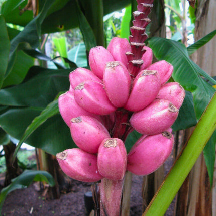 Nasiona Bananowca Musa Velutina