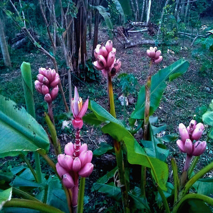 Nasiona Bananowca Musa Velutina