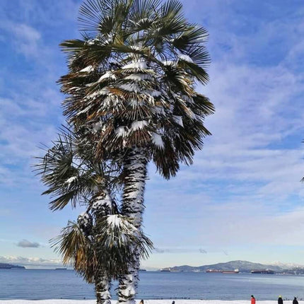 Nasiona Szorstkowca Fortunego - Trachycarpus Fortunei
