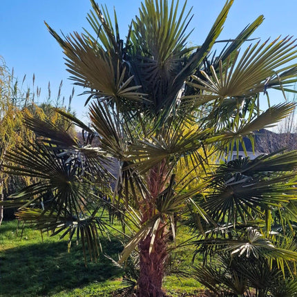 Nasiona Szorstkowca Fortunego - Trachycarpus Fortunei