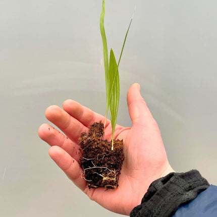 Nasiona Szorstkowca Fortunego - Trachycarpus Fortunei