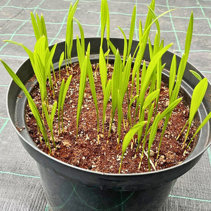 Nasiona Szorstkowca Fortunego - Trachycarpus Fortunei