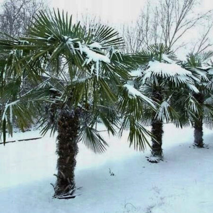 Nasiona Szorstkowca Fortunego - Trachycarpus Fortunei