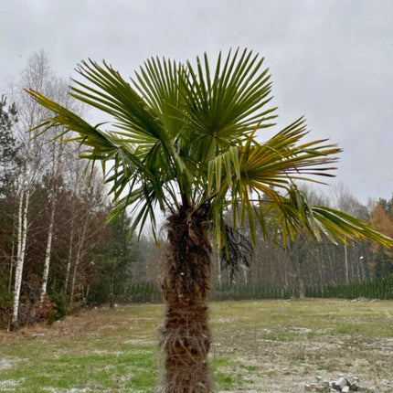 Nasiona Szorstkowca Fortunego - Trachycarpus Fortunei