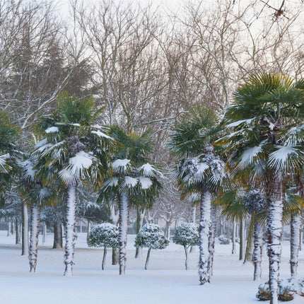 Nasiona Szorstkowca Fortunego - Trachycarpus Fortunei