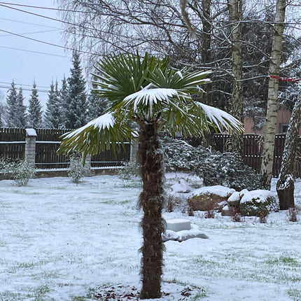 Nasiona Szorstkowca Fortunego - Trachycarpus Fortunei