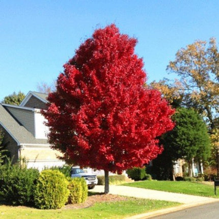 Nasiona Klonu Ginnala - Acer Ginnala